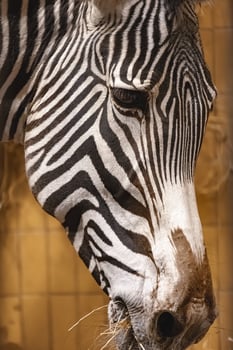 A close up of a zebra's face photo