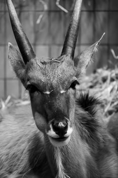 A black and white photo of a deer with long horns