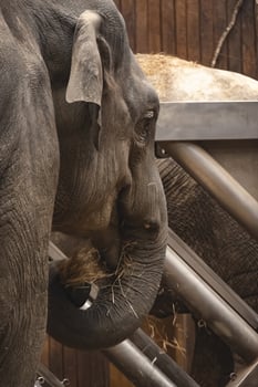 A close up of an elephant eating hay photo