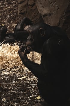 Two chimpanzees sitting on the ground eating hay photo