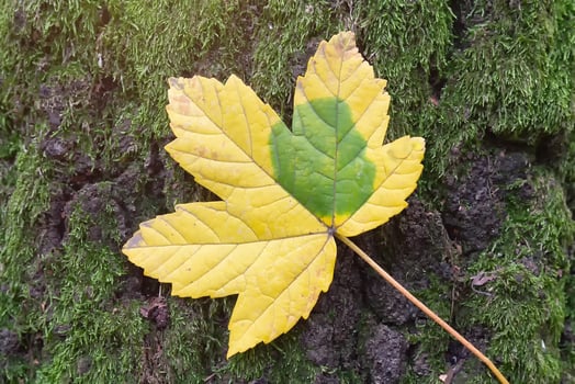 The yellow-green leaf lies on the ground photo