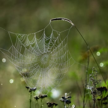A spider's web in a field in the early morning photo