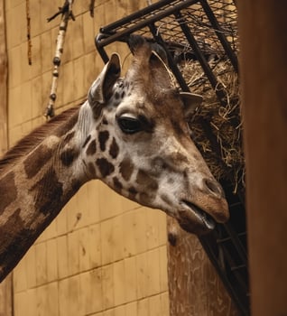 A giraffe eating hay in its enclosure photo