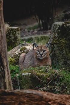 A caracal cat is sitting on a rock photo