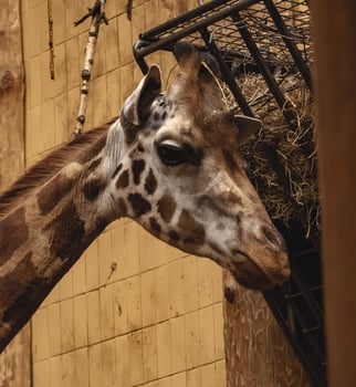 A giraffe eating hay in a zoo photo
