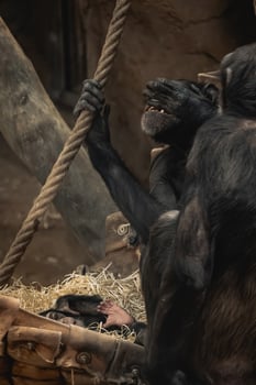Chimps in a basket with hay photo
