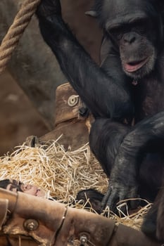 A chimpan is sitting in a hay bed with another monkey photo