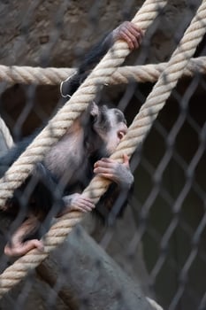 A monkey climbing on a rope in an enclosure photo