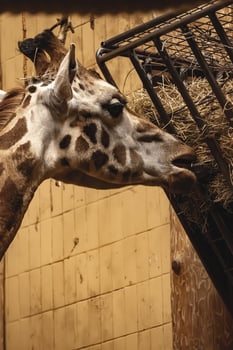 A giraffe eating hay from a feeder photo