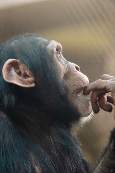 A chimpanzee is looking at something with its hand photo