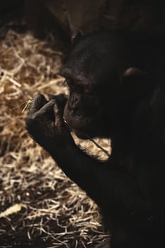A chimpanzee sitting on the ground eating something photo