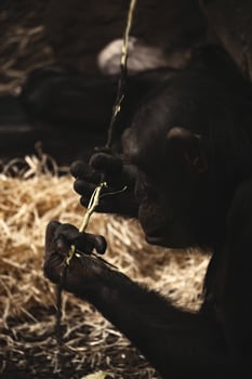 A chimpan is eating some hay photo