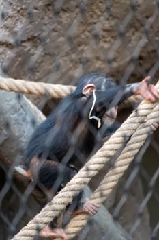 A monkey climbing on a rope in a zoo photo