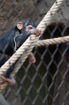 A baby chimpanzee is climbing on a rope photo