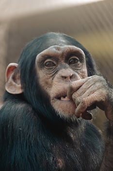 A chimpanzee is sitting on a bench and looking at something photo