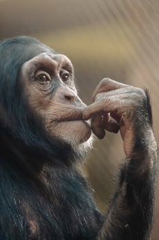 A chimpanzee is holding his hand to his mouth photo