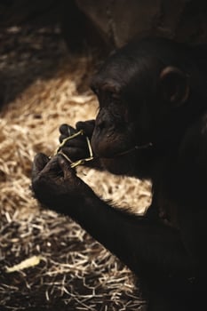 A chimpanzee eating a piece of bamboo photo