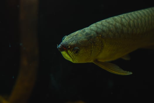 A fish with a long tail swimming in an aquarium photo
