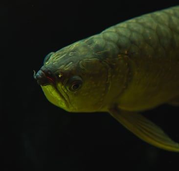 A close up of a fish with a long tail photo