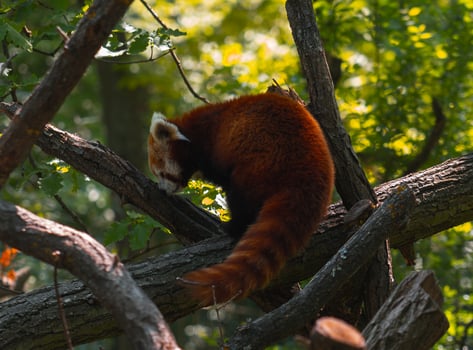 A red panda is sitting on a tree branch photo