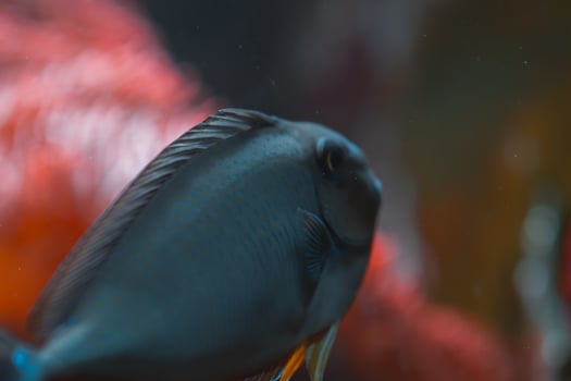 A fish is swimming in a tank photo