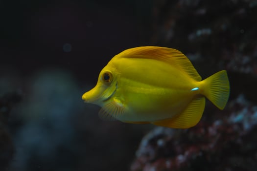 A yellow fish with a black body and yellow fins photo