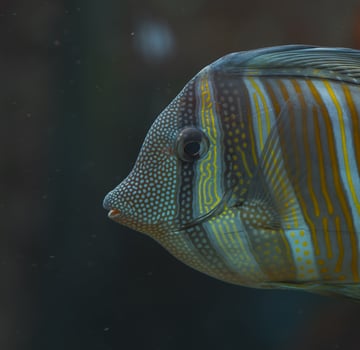 A close up of a fish with a yellow and black stripe photo