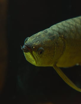 A fish with a long tail and a long body photo