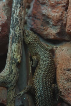 A lizard is sitting on a rock next to a tree photo