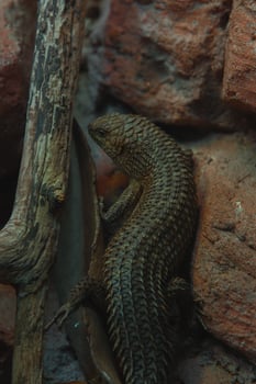 A lizard is sitting on a rock photo