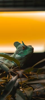 A lizard is sitting on a plant in front of a yellow light photo