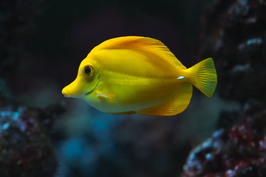 A yellow fish swimming in an aquarium photo