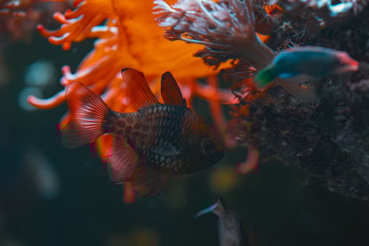 A fish swimming in an aquarium with coral photo
