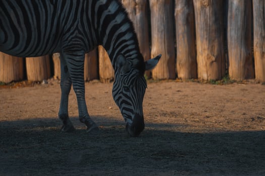 A zebra is eating grass in front of a wooden fence photo