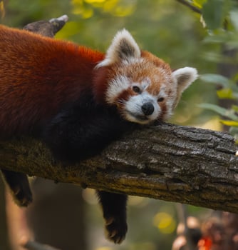 A red panda is resting on a tree branch photo