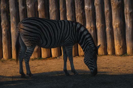 A zebra eating grass photo