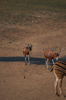 A zebra and two antelopes walking in a field photo