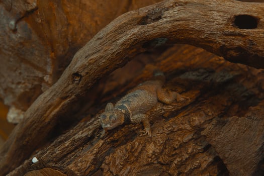 A lizard is sitting on a log photo
