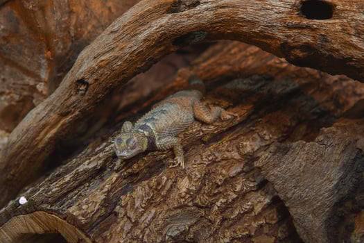A lizard on a log photo