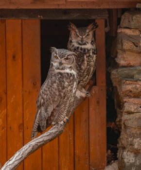Two owls are perched on a branch outside of a building photo