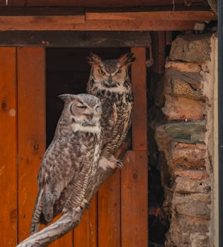 Two owls are perched on a branch inside a wooden house photo