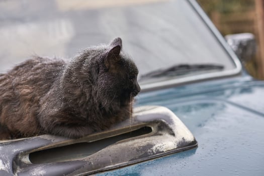 Black cat resting on car hood covered with snow on a cold winter day. photo