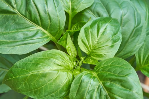 Close up of vibrant green basil leaves in a garden setting. photo