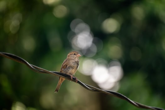 A house sparrow, Passer domesticus perched on a wire with a blurred green bokeh background. photo