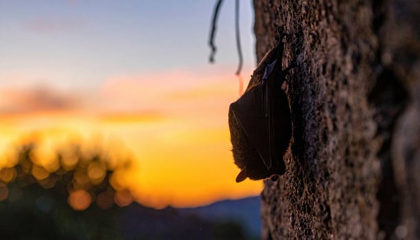 A bat hangs from a rock at sunset photo