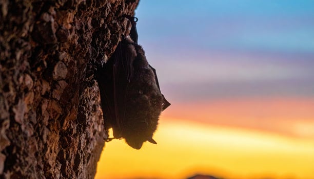 Dark furry bat clung precariously to rough textured wall, silhouetted against vibrant sunset sky, evoking sense of tranquility photo