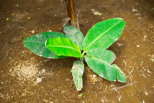 Young Banana Plant Growing In farm photo