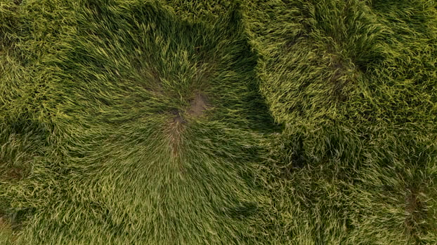 Aerial view of paddy rices falling caused of heavy wind. photo