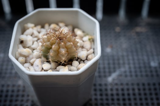 Pot of rotten Gymnocalycium cactus. photo