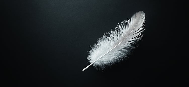 Single white feather on black background. photo